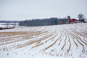 corn-crop-.png