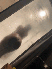 tumblr_98ed22fbffb26457e4d51b83976d7dbe_eafc1a53_250 (1).gif