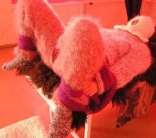 IMG_4911.jpeg