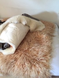 IMG_2633.jpeg