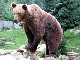 640px-Ours_brun_parcanimalierpyrenees_1.jpg