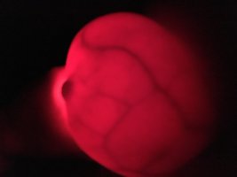 IMG_5818.jpeg IMG_5818.jpeg