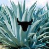 Agave