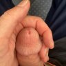 hornyhawk1