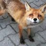 flinkerEmil