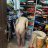 blackcock6