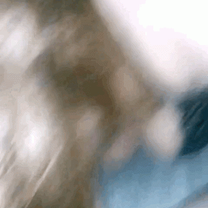 export_0.gif